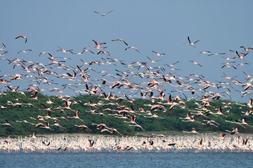 flock of flamingos