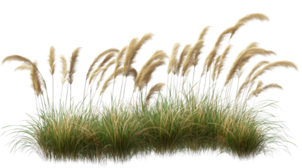 Dancing Grass: A vibrant display of tall grass sways gently in a sunlit field, with its feathery plumes dancing in the wind, creating a sense of freedom.
