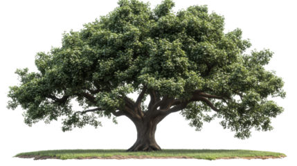 Majestic Oak Tree: A towering oak tree stands proudly, its sprawling branches and dense canopy forming a natural masterpiece