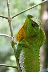  hump nose lizard on the tree