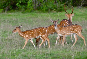 deer in the forest