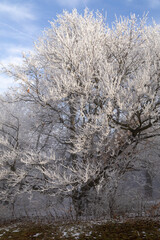 Frost-covered trees in winter forest