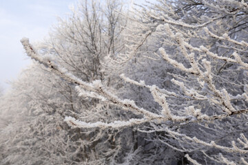 Frost-covered tree branches in winter forest