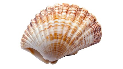 Obraz premium Single, striped cockle shell with delicate ridges, displaying natural beauty and elegance on white background.
