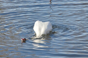 A female white swan washes her face after mating.