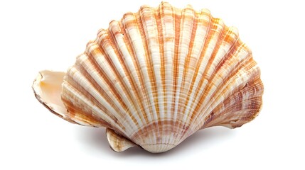 Obraz premium Detailed Single Orange and White Scallop Seashell, Perfect for Summer and Coastal Themes.