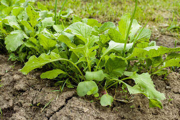 Spring planting of vegetables and seedlings on the farm. Radishes grown in the garden. Growing germinating seedlings. Healthy and eco-friendly crops and vegetables for our nutrition