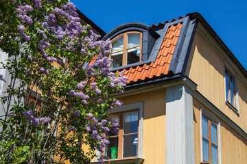 Yellow wooden house with a dormer window and blooming lilac tree under a clear blue sky. Idyllic...