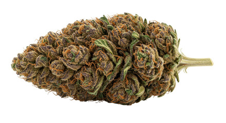 Isolated Purple Cannabis Bud