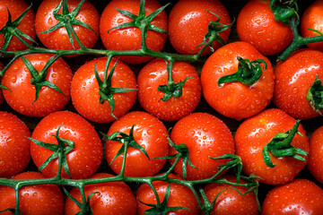 Freshly harvested organic tomatoes with glistening water droplets. Natural food styling. Top view. Food photography