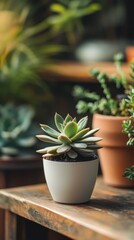 A small succulent plant sits in a white ceramic pot indoors