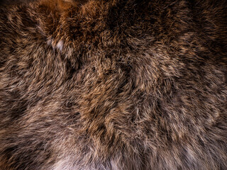 Red Brown Animal Wildlife fur hair textured Concept Background.