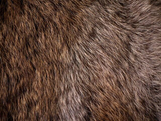 Red Brown Animal Wildlife fur hair textured Concept Background.