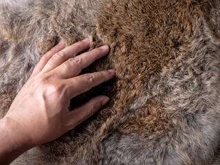 Man hand softly touching Red Brown Animal Wildlife fur hair textured Concept Background.