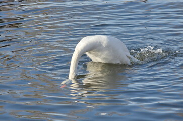 A female white swan washes her face after mating.