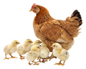 Mother Hen with Cute Chicks - Isolated on White Background as Transparent. PNG. AI GENERATED