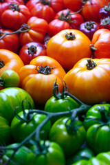 Close up of different color ripe tomatoes. Mix of multicolored kind of tomato