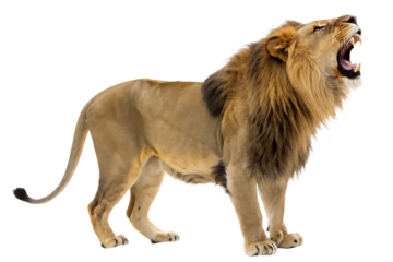 Roaring Lion Standing Majestically - Isolated on White Background as Transparent. PNG. AI GENERATED