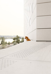 A Shiba Inu dog sits on a white ledge against a modern building and a view of a lake. Close-up, pet portrait, outdoor setting