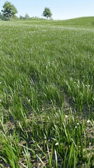 Obraz premium Lush green grass field serene landscape nature photography vibrant environment close-up view calm concept