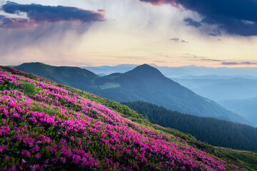 Blooming rhododendrons spreading across the rolling green hills of a spring mountain landscape. Carpathian mountains