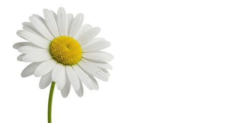 Isolated White Daisy with Water Droplets