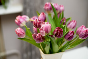 Withering of pink tulips. Cycles of nature. Floristics.