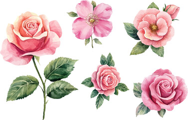 Naklejka premium set of roses isolated on white