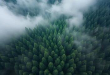 Drone Shot of a Dense Forest with Mist Rolling Through the Trees isolated on transparent. PNG.