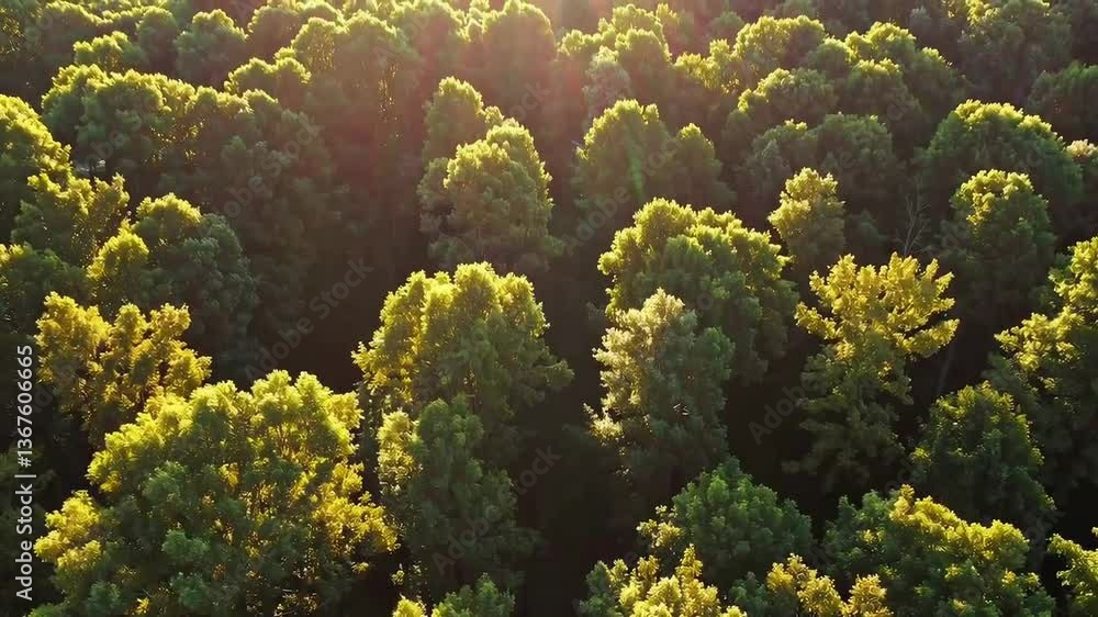 Aufkleber sunlit forest canopy with gentle breezes creating dynamic play of light and shadows in lush greenery