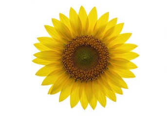 Fototapeta premium Bright Yellow Sunflower Isolated on White Background - Nature Bloom Aesthetic