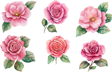 Naklejka premium set of roses vector illustration