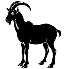 black and white goat