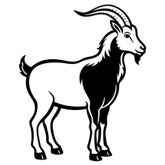 black and white goat