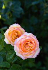 Close-Up of Vibrant Bicolor Roses with Water Droplets.
