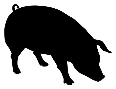 recommend clip art: Silhouette of the Pig or Pork, can use for Logo Gram, Pictogram, Animal Illustration, Apps, or Graphic Design Element. Format PNG