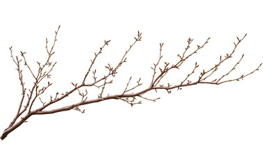 A tree branch with no leaves, set against a white background, with a transparent PNG
