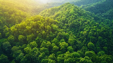 Fototapeta premium Aerial View of Lush Green Forest Canopy