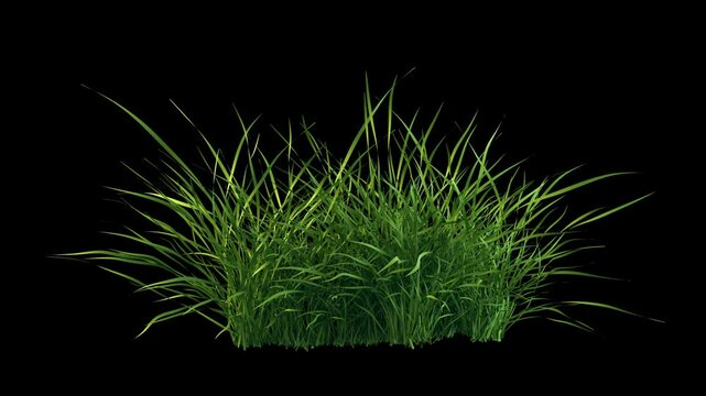 A seamless loop of grass gently swaying in the wind on a transparent alpha channel, creating a calm, natural, and soothing motion effect.