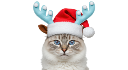 Isolated Ragdoll Cat with Reindeer Antlers and Santa Hat
