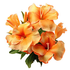 Fototapeta premium Orange lily png vibrant orange flower png blooming lily flower png beautiful orange lily png transparent background image