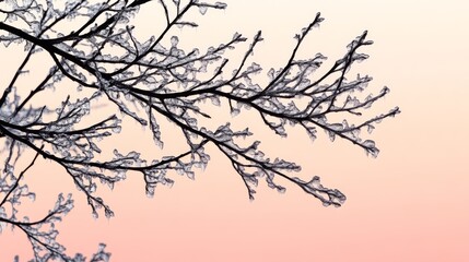 Obraz premium Icy Silhouette: Delicate tree branches, encased in a frosty layer of ice, stand stark against a soft, pastel-colored sky. This captivating silhouette evokes the serene beauty of winter's touch.