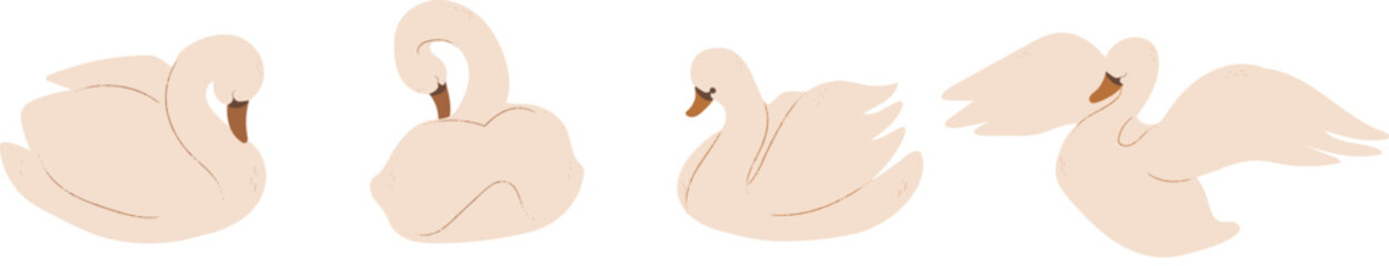 Elegant Soft Color Swans on a White Background