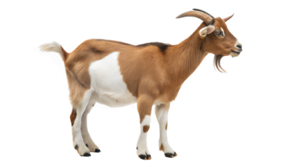 goat isolated on white background