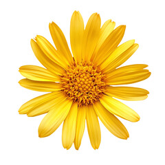 Obraz premium Golden Aster flower png