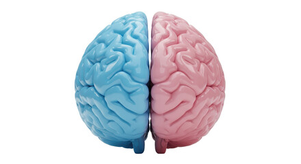 Isolated Human Brain