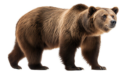 Obraz premium brown bear isolated on white
