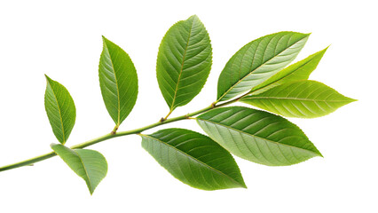 Fototapeta premium green leaves isolated on white