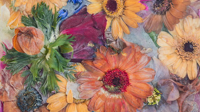 artistic background with close up of colorful wilted frozen flowers captured in ice, water and milk