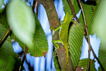 A hump snout lizard in the sinharaja forest in Sri Lanka